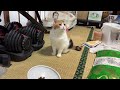 【三毛猫】トッピングを待つミケ（2026年6月26日）