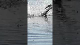 The Berkley Gilly #urbanfloridafishing #fishingtutorial #fishinghowto #howtorigaswimbait #fishing