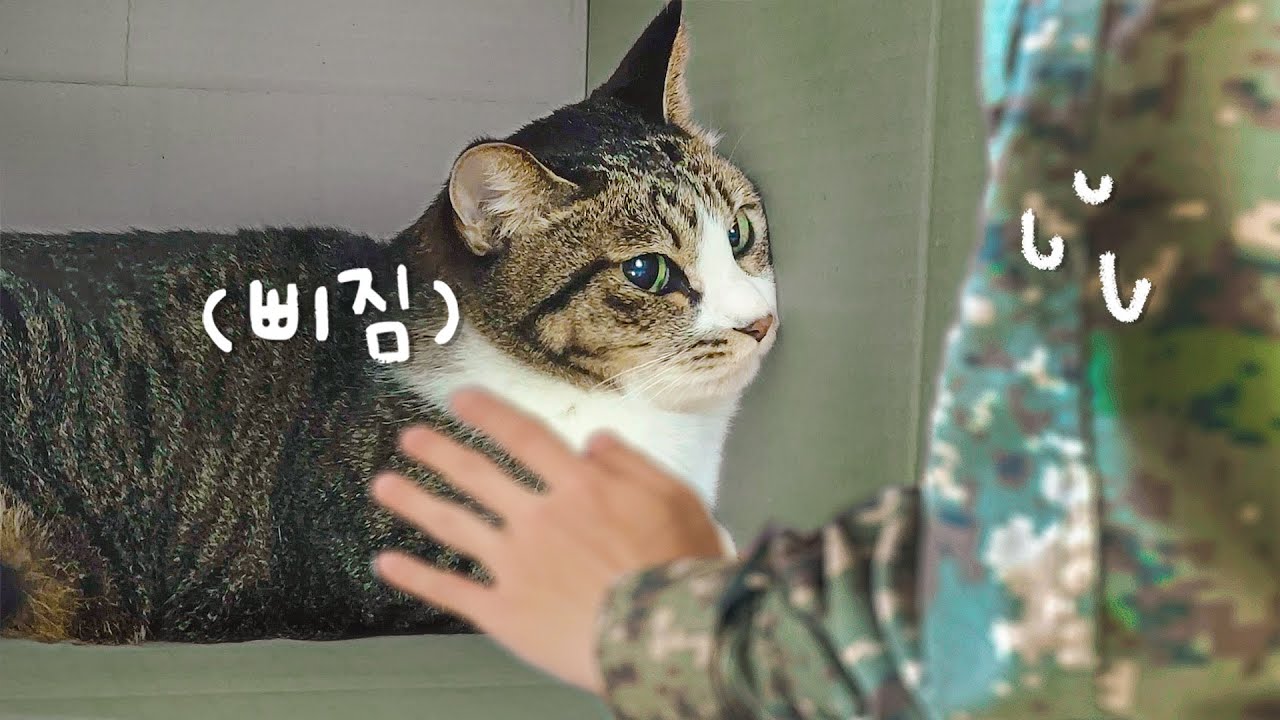 군대 간 집사가 1년 만에 나타나서 삐진 고양이