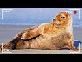 Most UNBELIEVABLE Animal Moments Ever Caught On Camera