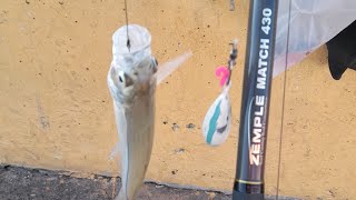 Caña Zemple Match 430 Reel Rotativo