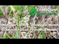 Weed Life Cycles - Treating for Winter Annuals, Summer Annuals &amp; Perennial Weeds | DoMyOwn.com