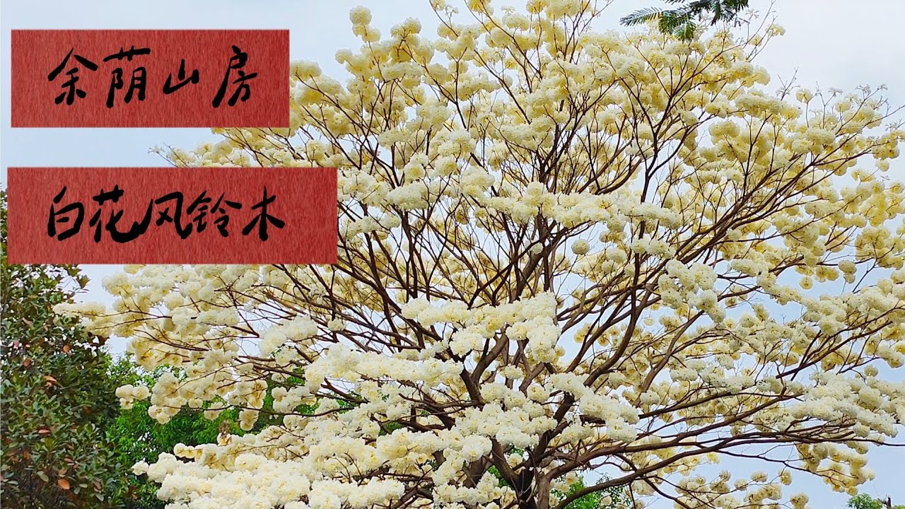 广州独一份的白花风铃木｜余荫山房看花展｜2026年2月24日｜广东日常实拍 #chinesenewyear #chinatravel #spring 