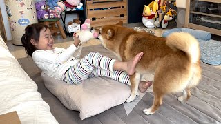 ４歳娘と柴犬の朝のルーティンはこうなってしまいますw