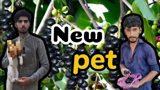 New Pet With Juman Party