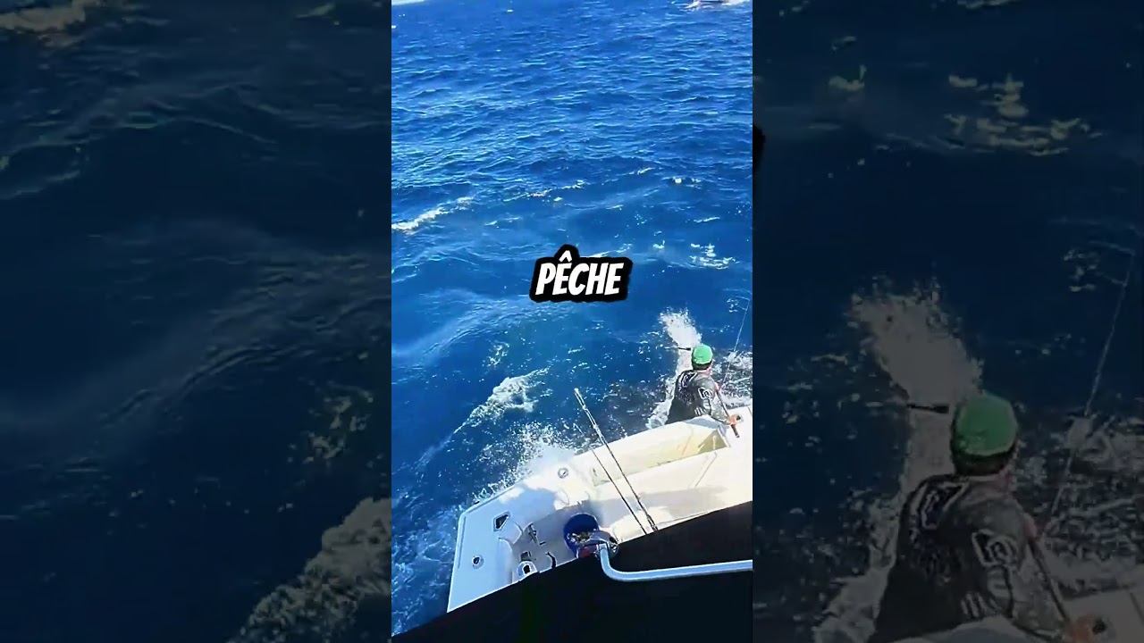 Pêche insolite en pleine mer : un banc de poissons géant capturé à l’épuisette ! 