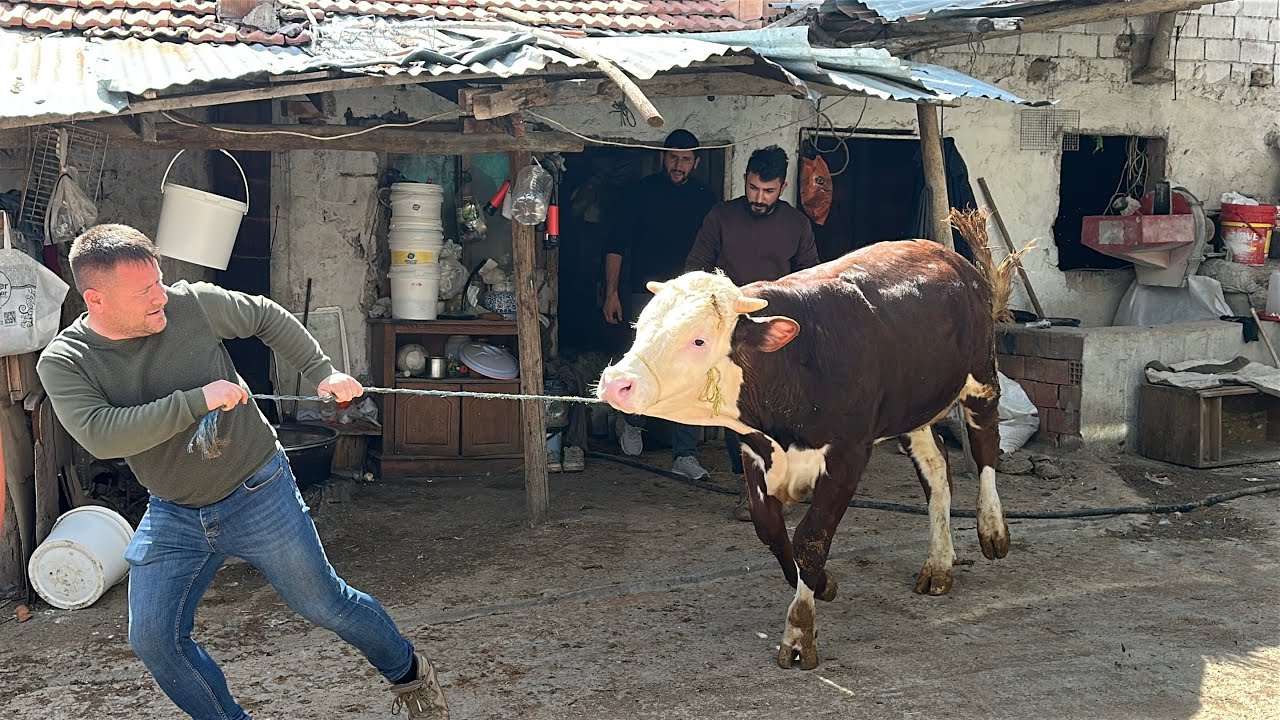 BESİ DANALARINI YÜKLEDİK