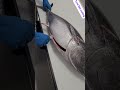 Tuna Fish Sashimi Cutting Skills Fishcutting Videos Fishcutting Fishcuttingskill 