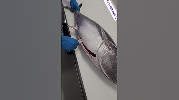 tuna fish sashimi cutting skills  #fishcutting_videos  #fishcutting #fishcuttingskill