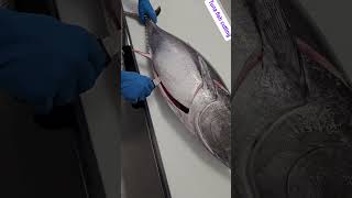 Tuna Fish Sashimi Cutting Skills