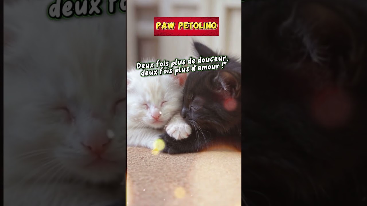 Black and White Kitten Twins 🐱🐱 | 'My Twin and I' - Cutest Cuddle Time!