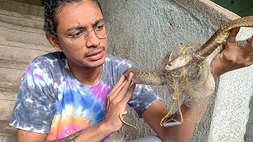 COBRA GOT TRAPPED IN FISHING NET