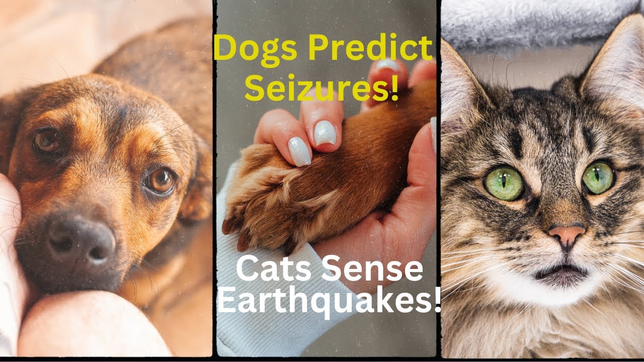 How Dogs Predict Seizures and Cats Sense Earthquakes: Amazing Animal Abilities!
