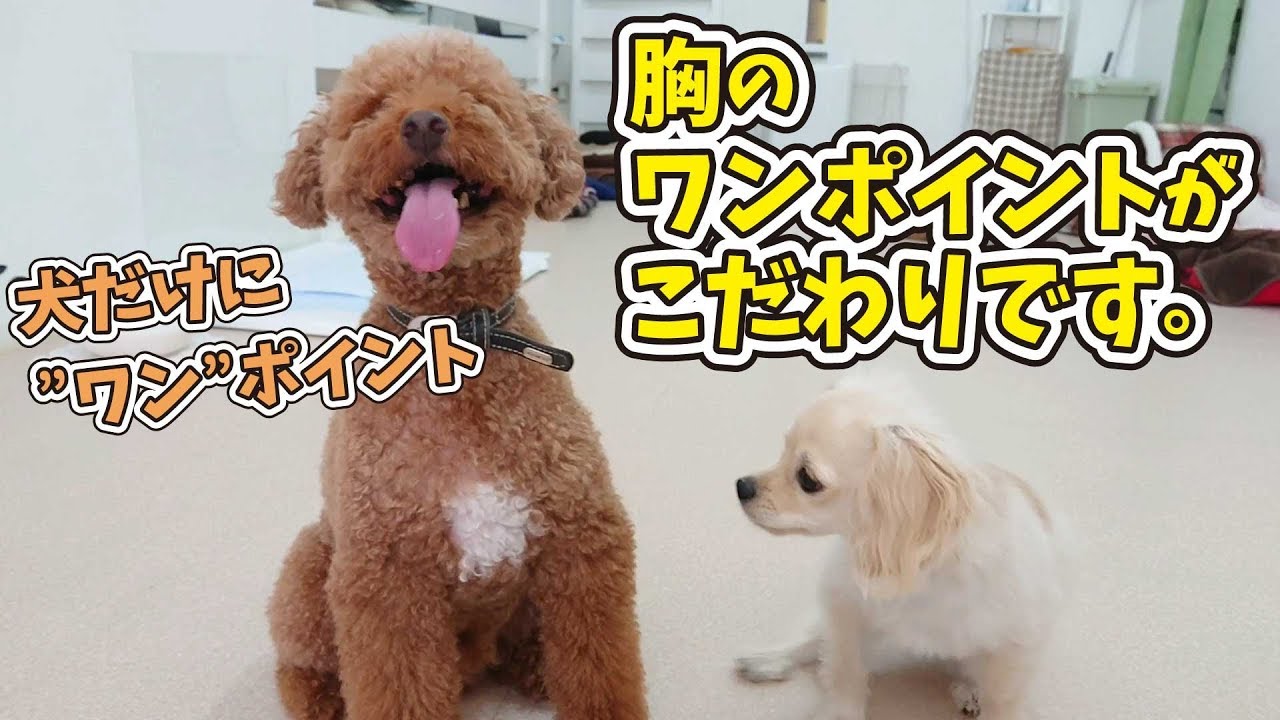 胸の白いワンポイントがシャレオツなトイプードル ひみつきちなう ミックス犬 19年8月18日 Youtube