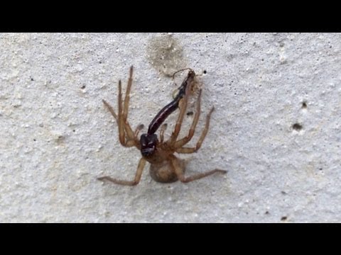 メガネヤチグモ ? の捕食