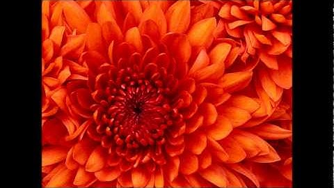 سورة البينة لاجمل الاصوات وباجود تسجيل للشيخ مشاري بن راشد العفاسي