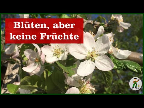 Video: Keine Früchte auf Pfirsichbäumen: Was brauchen Sie, damit Pfirsichbäume Früchte bekommen?