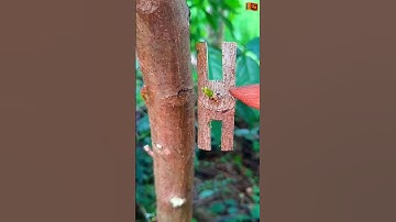 Grafting ✔ technique 