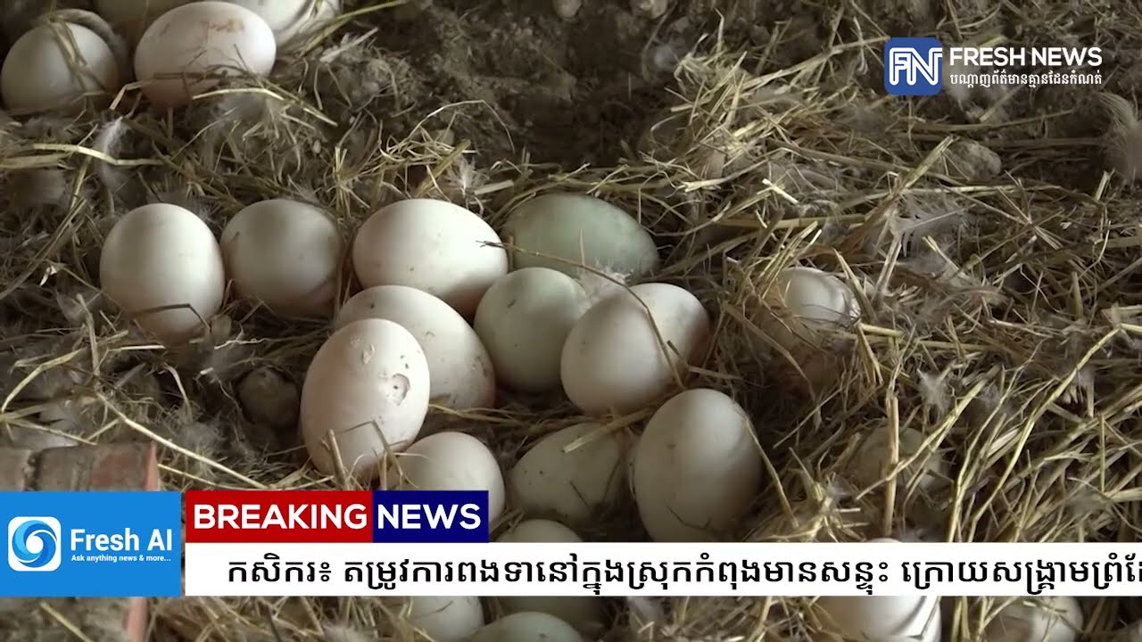 កសិករ៖ តម្រូវការពងទានៅក្នុងស្រុកកំពុងមានសន្ទុះ ក្រោយសង្គ្រាមព្រំដែនកម្ពុជា-ថៃ