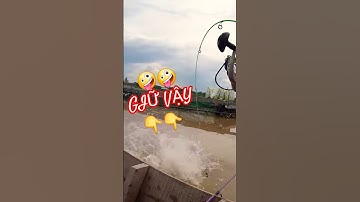 🐟Cá cóc mà lên lúc nào cũng đã🤪🤪#shorts #fishing #caucadanh 👍👍