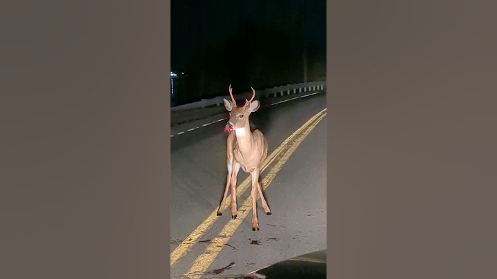 deer hit by car slowly dying  #car #wildlife