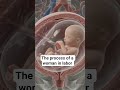 When a woman is in labor