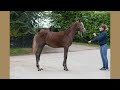 A-List Auction 2022 - Yearlings | Lot 21 | Defence of the Realm