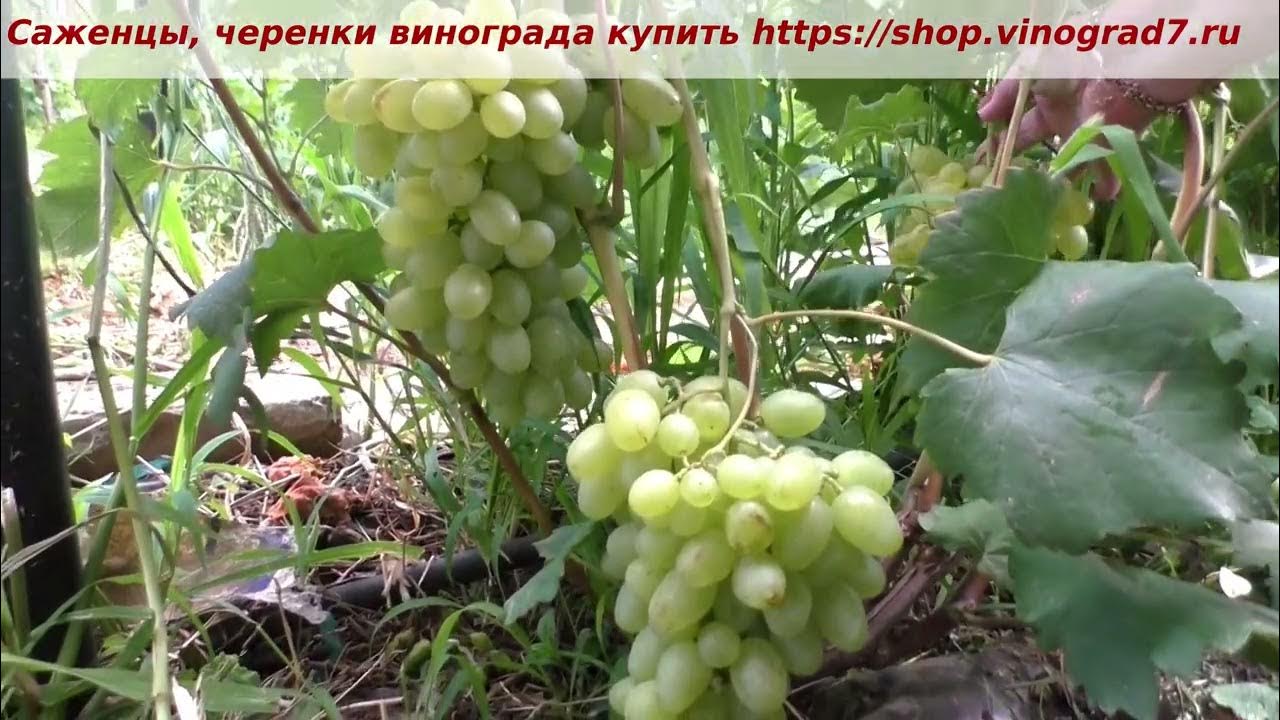 Виноград "Елизавета" саженцы - Воронеж - Доска объявлений Камелот