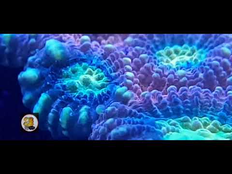 Vídeo: Nuevo Registro De Género Y Especie De Coral De Arrecife Micromussa Amakusensis En El Sur Del Mar Meridional De China