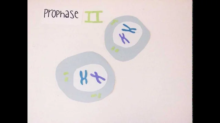 Meiosis 1 and 2