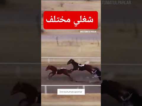 سباق الخيل دون جوكي اكسبلوررررر اكسبلور 