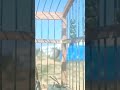 بتبتة تجعل المقنين مجنون بتبته أنثى الحسون  بتبته حسون