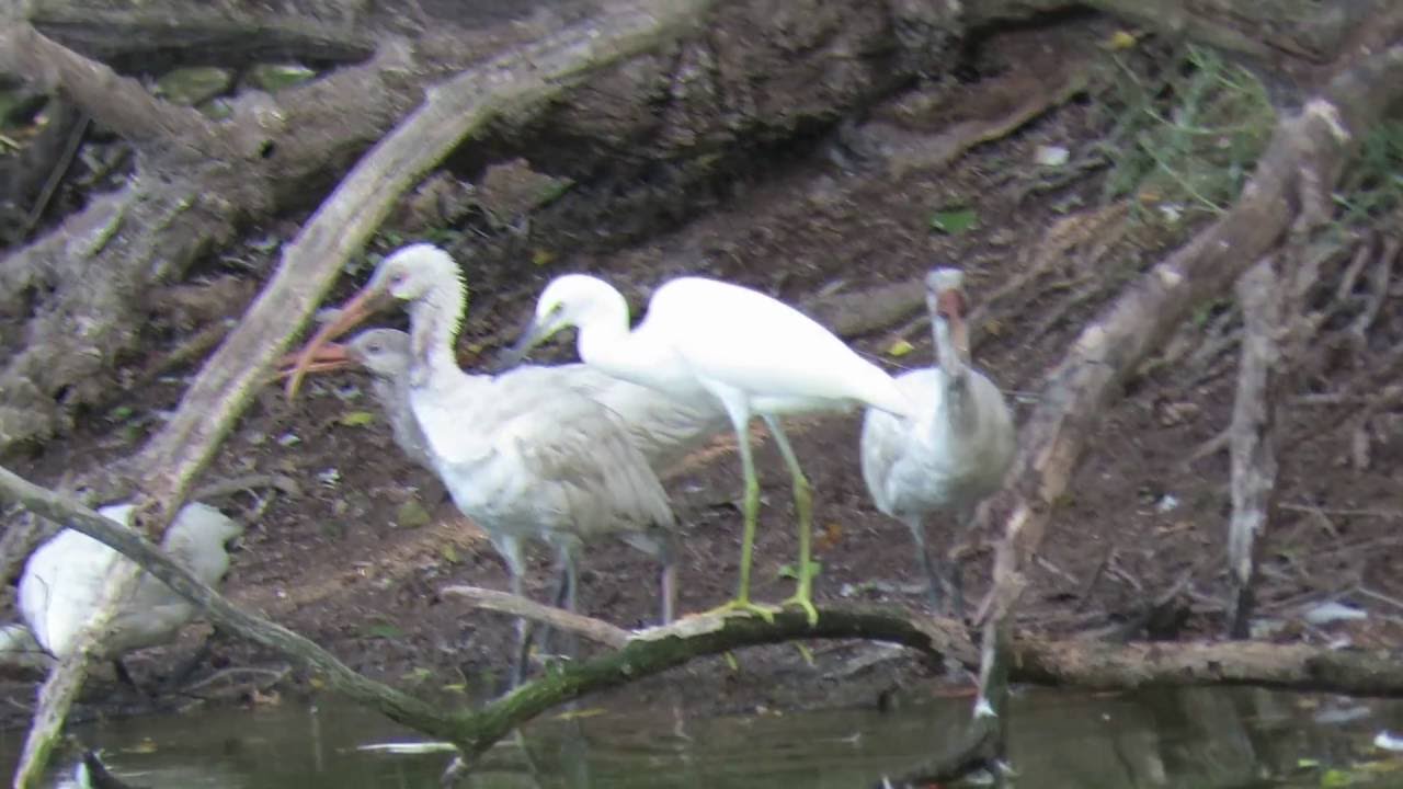 Gregarious White Ibis Flock with Snowy Egret & Little Blue Herons Sea