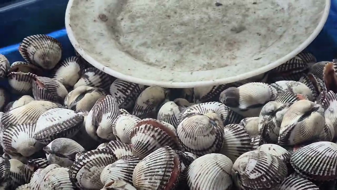 남광주시장벌교꼬막소개