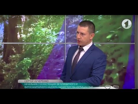 Началась борьба с амброзией / Утренний эфир