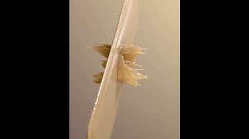 Houdini Splashes Workshop