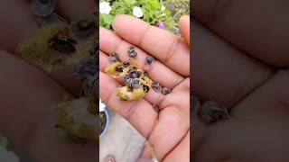 hollyhock flower seeds #shorts #shortvideo #shortsfeed #nature #garden #gardening #flowers #new