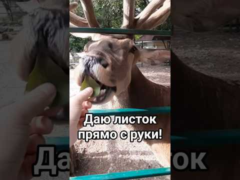 Покормил дикого оленя с рук — реакция удивила! #олень #животные #природа #доброеутро #shorts #милота