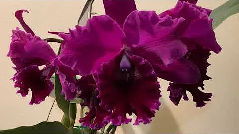 Blc. Chia Lin New City  from Buds to Blooms