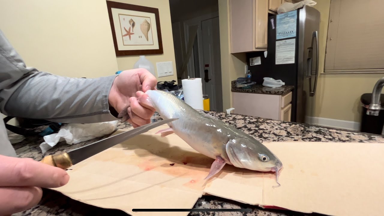Hardhead catfish Tasty or Nasty? Catch and Cook. YouTube
