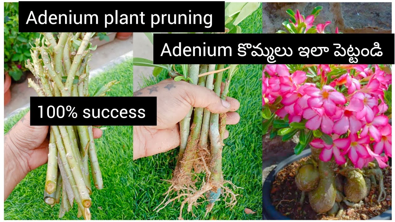How to grow adenium plant from cuttings Grow adenium from cuttings in