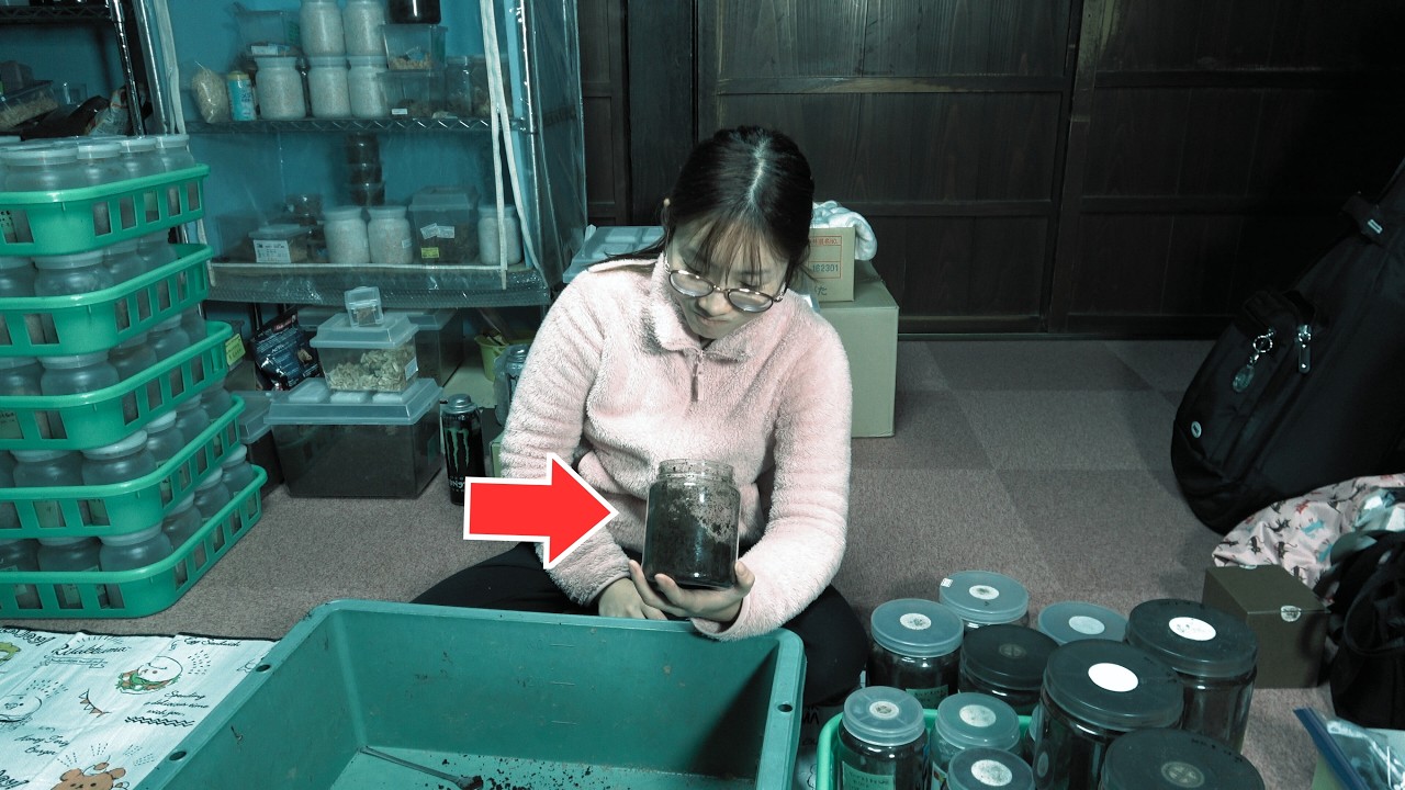 大型ミヤマ成虫を掘り出したら...正直ショックでした