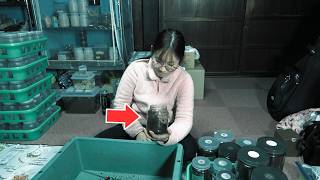 大型ミヤマ成虫を掘り出したら...正直ショックでした