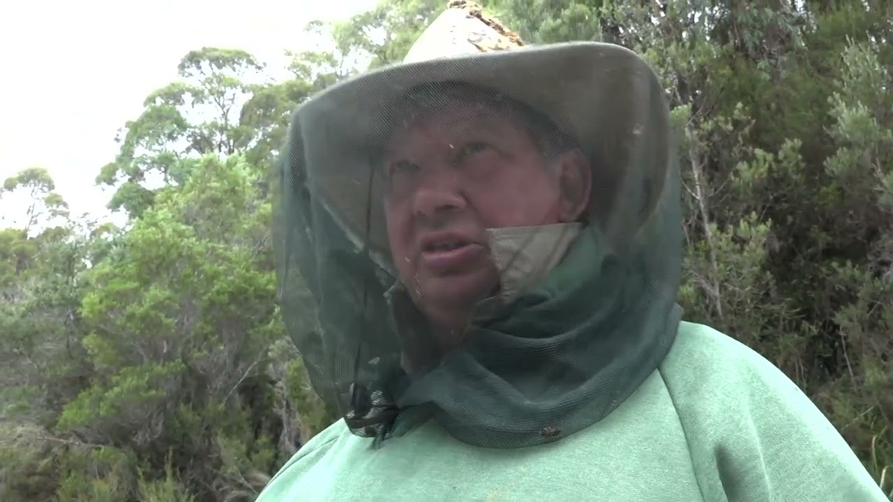 Leatherwood honey production in Tasmania