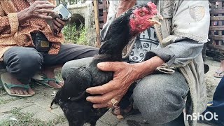 SUPER PRICE OF BANGKOK CHICKEN CHICKENS‼️AT TAMBAK BANYUMAS MARKET