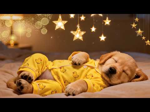 Pet Relaxation Music ???? 3 Hours of Dog Sleep Sounds | Anxiety Relief & Peaceful Sleep