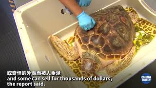 Poaching soars as demand for pet turtles grows