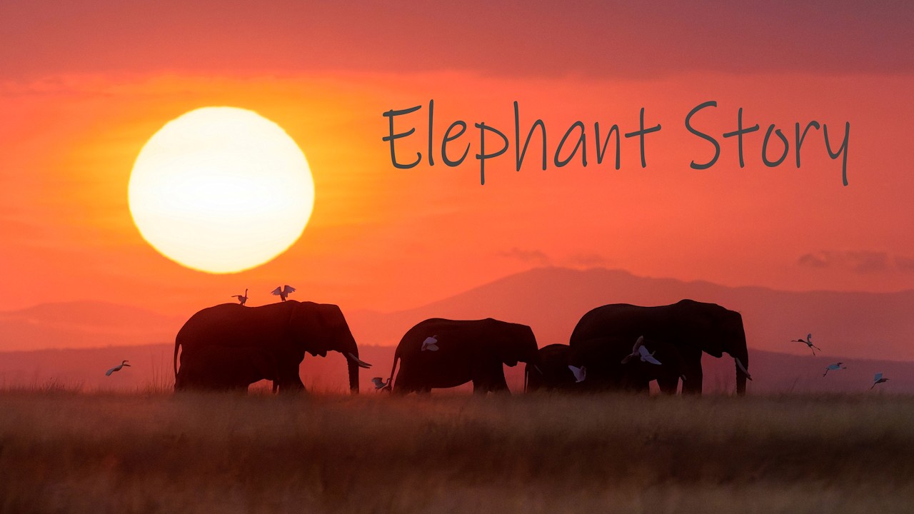 Elephant Story: Including Craig - The Legendary Amboseli Elephant