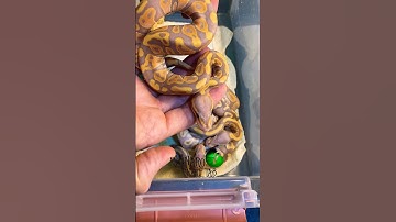 Wow these are stunning! #molinarosnakelab #shorts #royalpython #python #sawa #ballpython #babysnakes