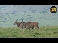 safariLIVE - Sunrise Safari - December 21, 2018